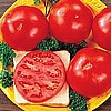 TOMATO - CELEBRITY