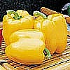 PEPPER - GOLDEN BELL (SWEET)