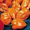 PEPPER - HABANERO (HOT)
