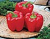 PEPPER - RED BELL (SWEET)