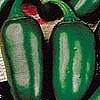 PEPPER - JALAPENO (HOT)