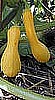 SQUASH - YELLOW STRAIGHTNECK