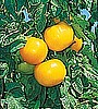 TOMATO - LEMON BOY