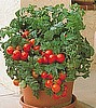 TOMATO - PATIO