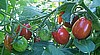 TOMATO - GRAPE RED