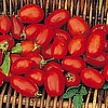 TOMATO - ROMA