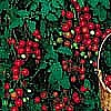 TOMATO - CHERRY