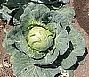 CABBAGE - GREEN