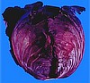 CABBAGE - RED