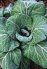 COLLARDS