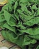 LETTUCE - GREEN LEAF