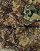 LETTUCE - RED LEAF